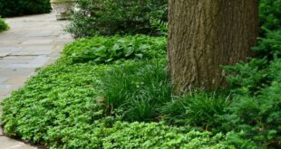 landscaping under pine trees