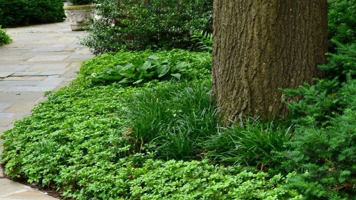 Creating a Lush Garden Under Pine Trees: A Guide to Landscaping Beneath Evergreens