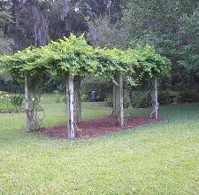 Creating a Lush Grape Arbor for Your Garden