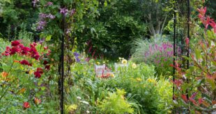 backyard garden