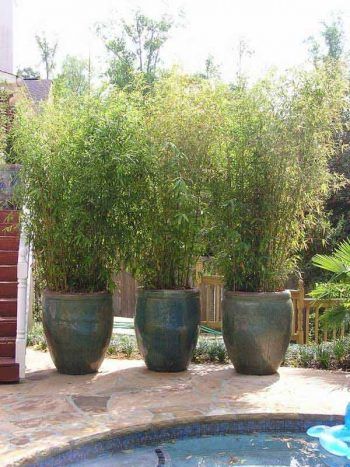 Creating a Lush Outdoor Oasis: The Beauty of Patio Gardens
