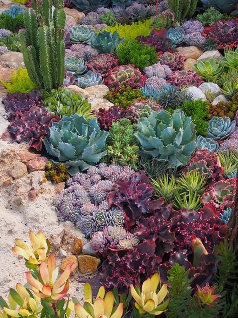 Creating a Lush and Vibrant Succulent Garden: Tips for Design and Maintenance