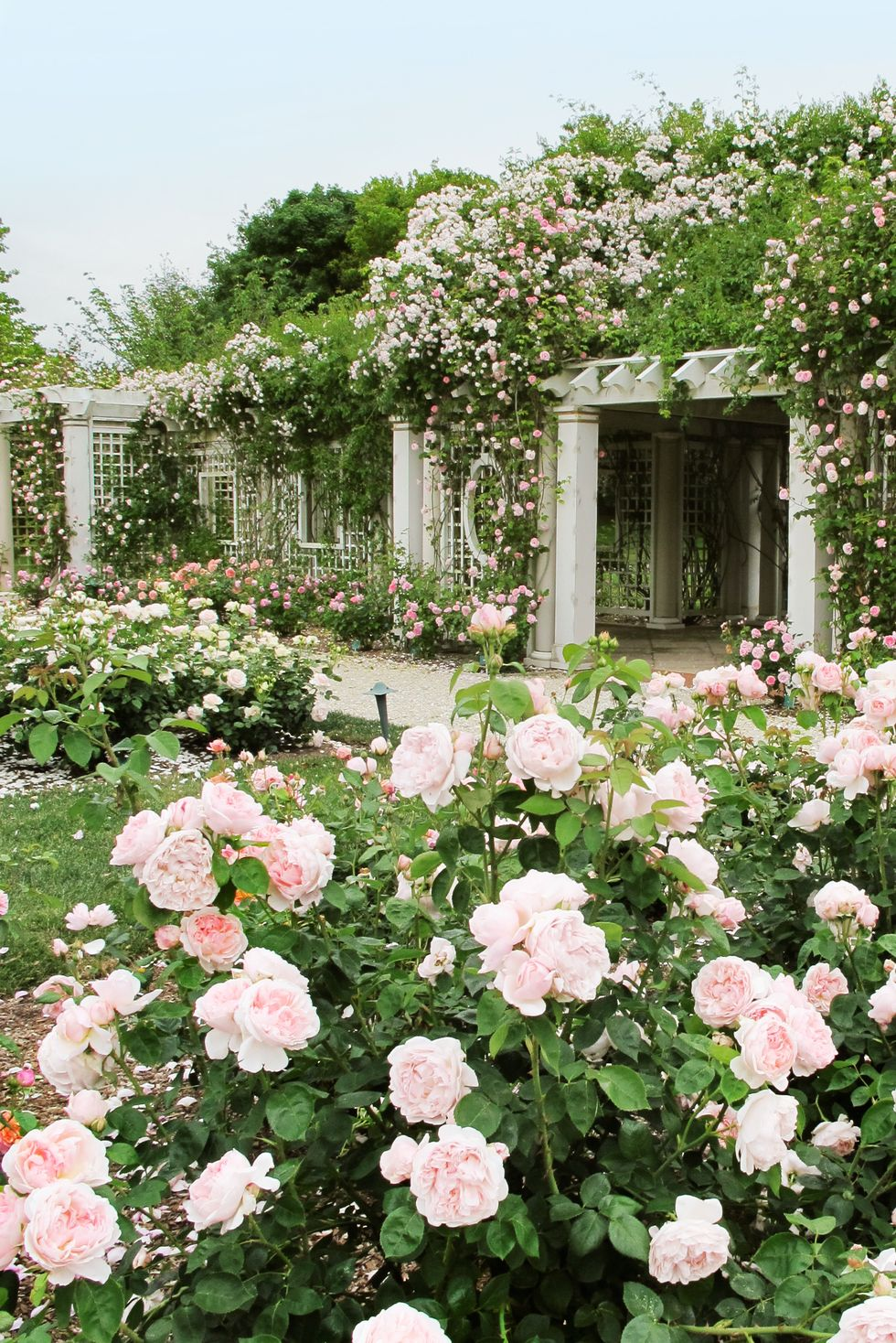 Creating a Serene Oasis: The Art of Rose Garden Design