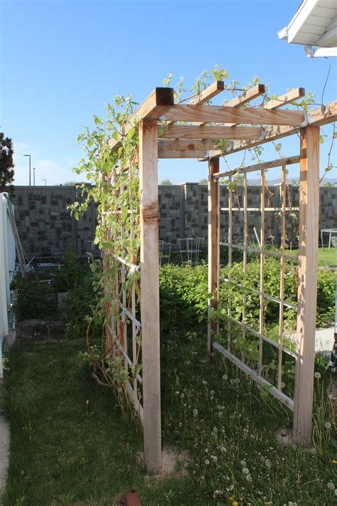 Creating a Serene Outdoor Oasis with a Grape Arbor