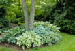 garden design under trees