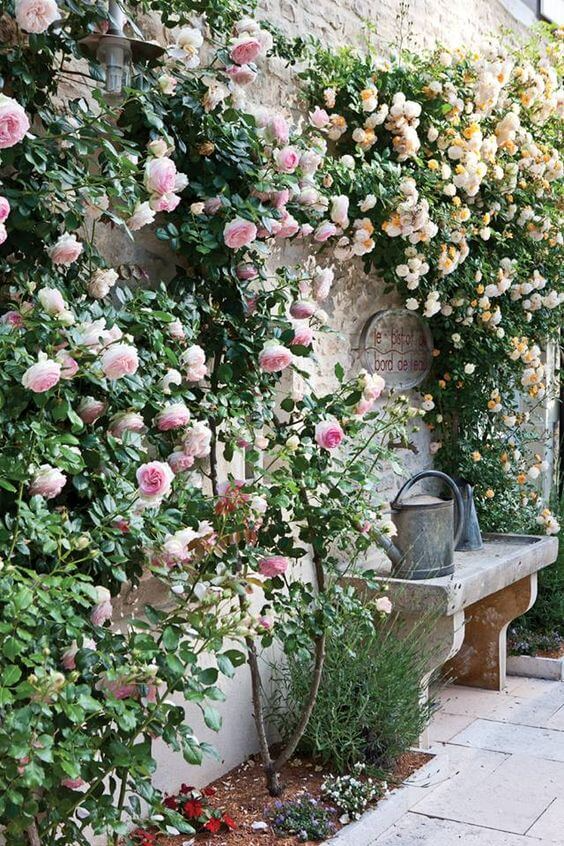 rose garden design