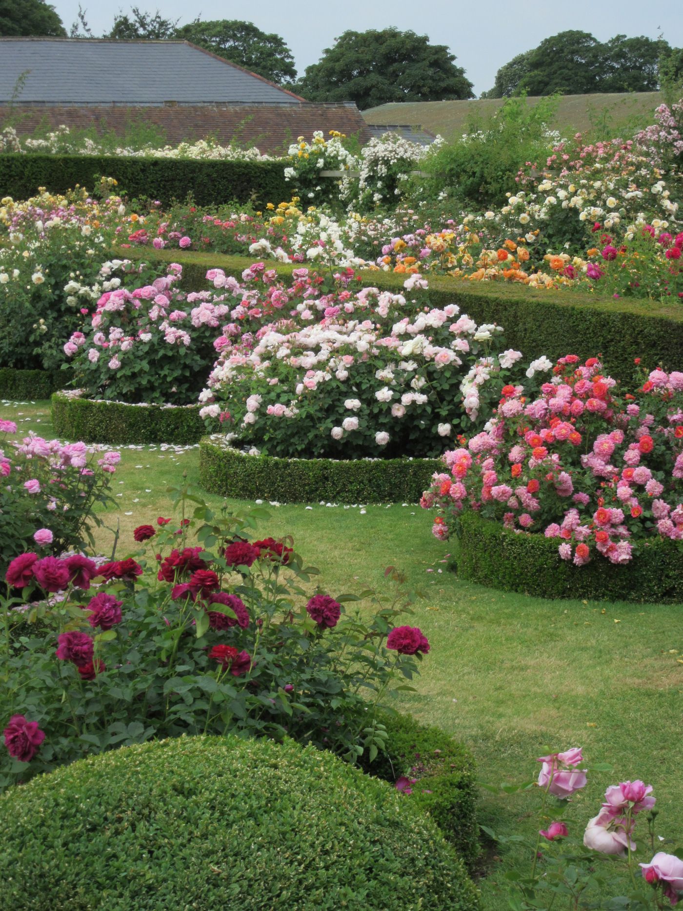 Creating a Stunning Rose Garden Layout: Tips for a Beautiful Design