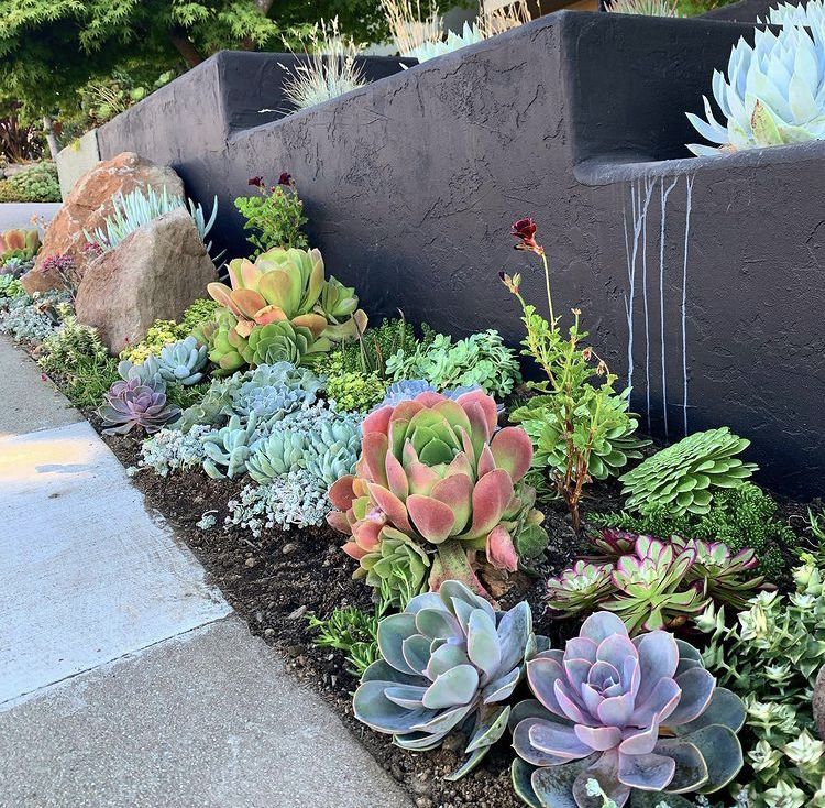 Creating a Stunning Succulent Garden Design