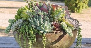 succulent garden design