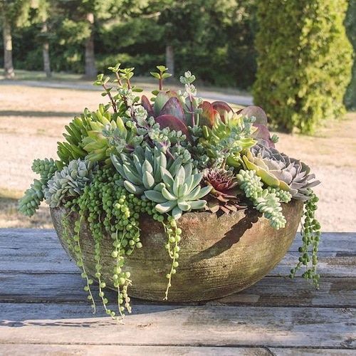 Creating a Stunning Succulent Garden: Design Tips for Lush and Vibrant Outdoor Spaces