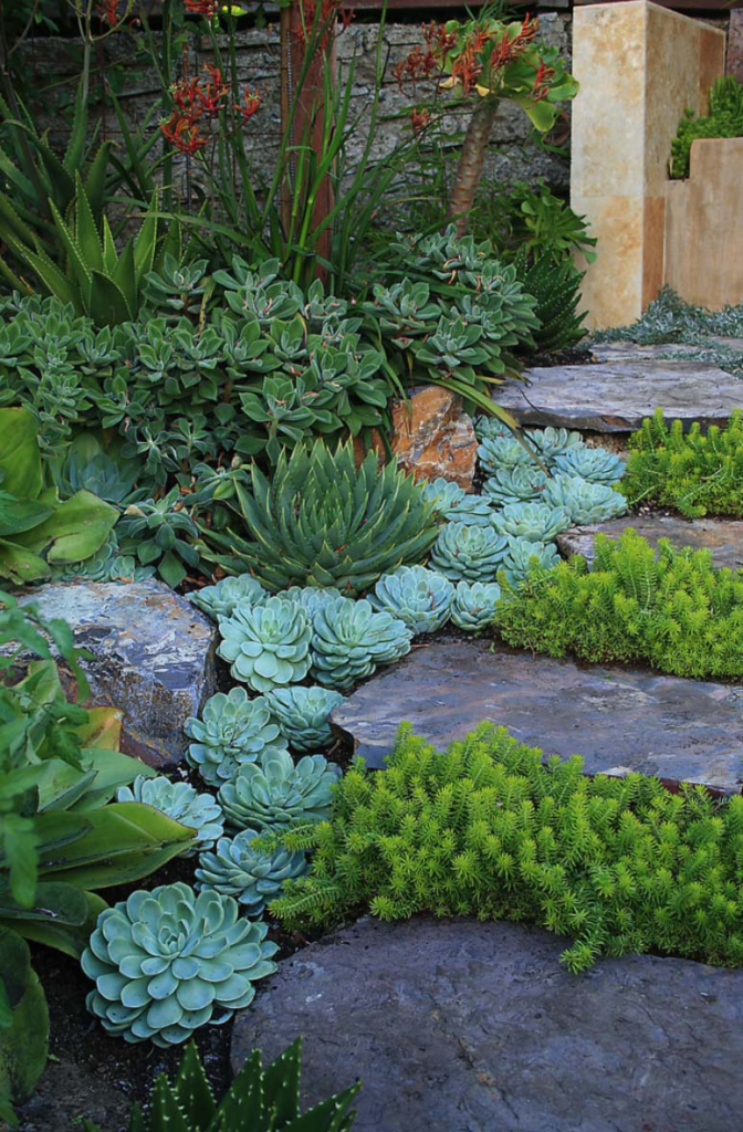 succulent garden design