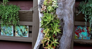 succulent garden design