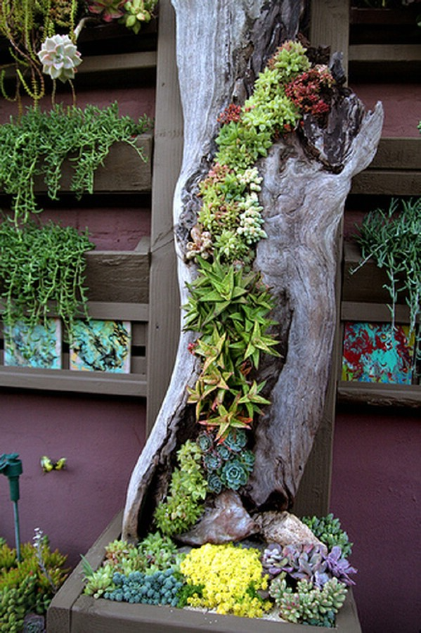 Creating a Stunning Succulent Garden: Tips for Design and Maintenance