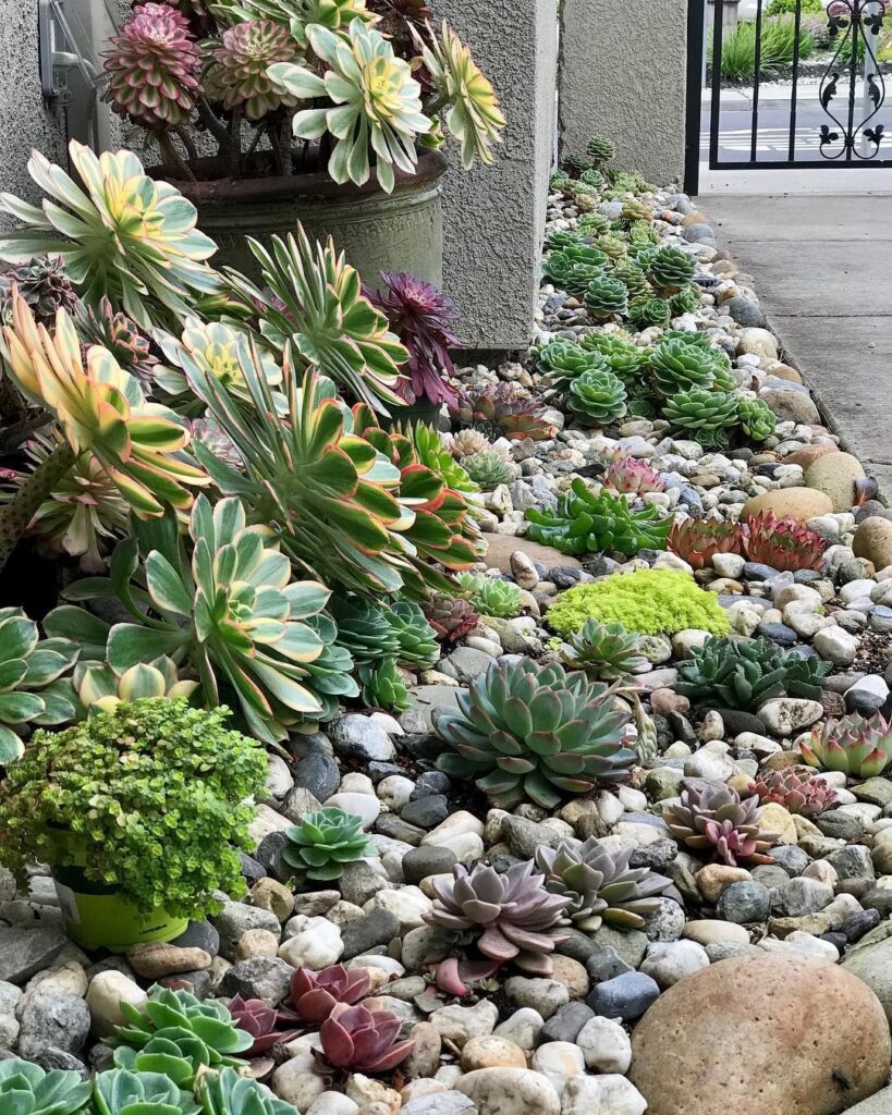 succulent garden design