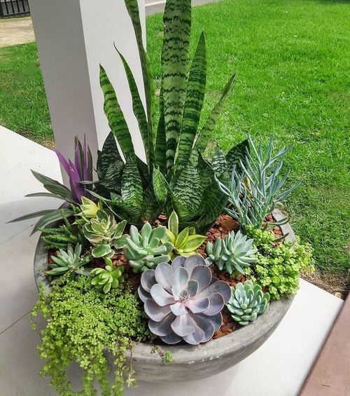 Creating a Stunning Succulent Garden with Beautiful Design