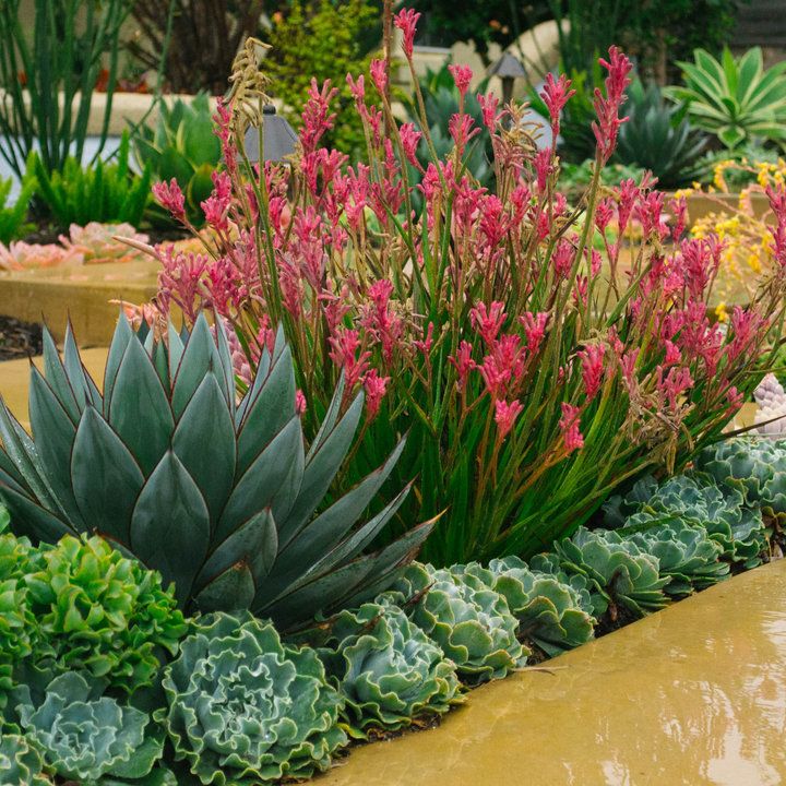 Creating a Stunning Succulent Garden with These Design Tips