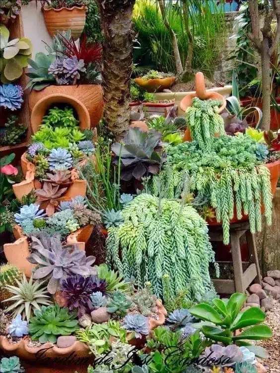 succulent garden design