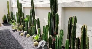 backyard xeriscape ideas