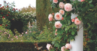rose garden design