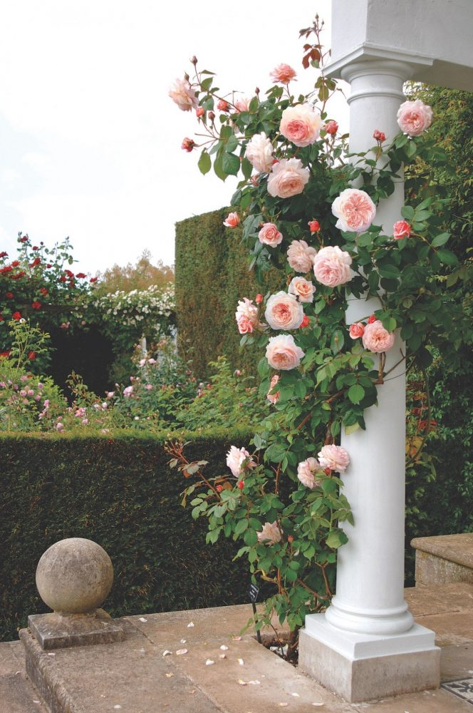 Creating a Stunning and Timeless Rose Garden Landscape
