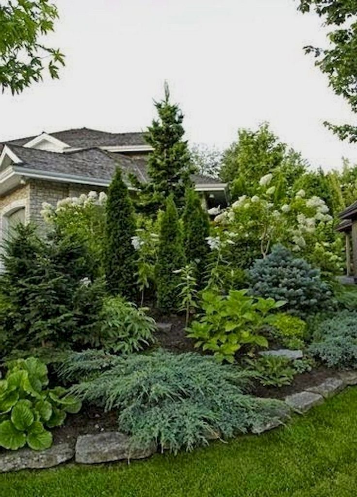 evergreen landscape front yard