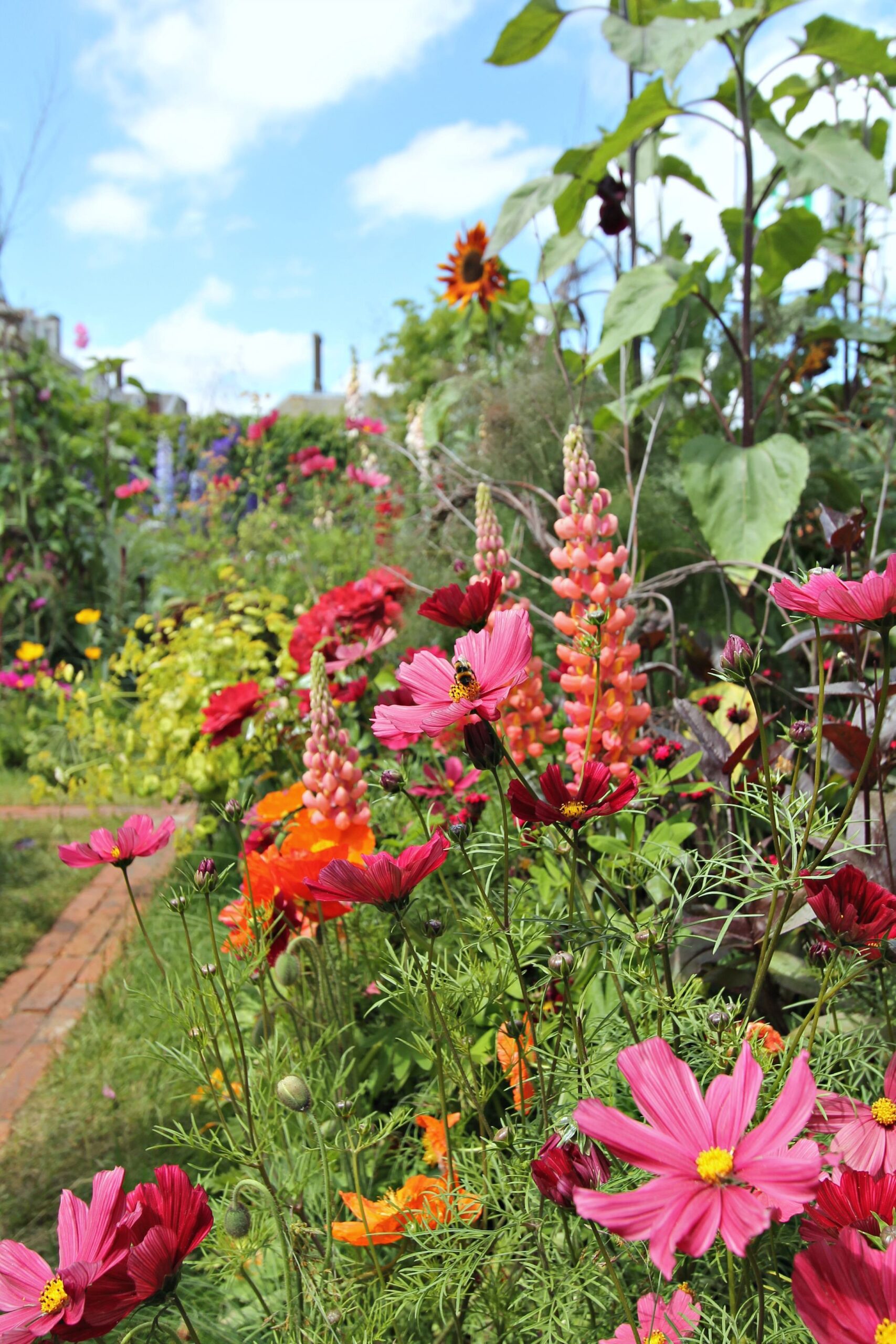 Creating a Vibrant Garden with a Variety of Beautiful Flowers