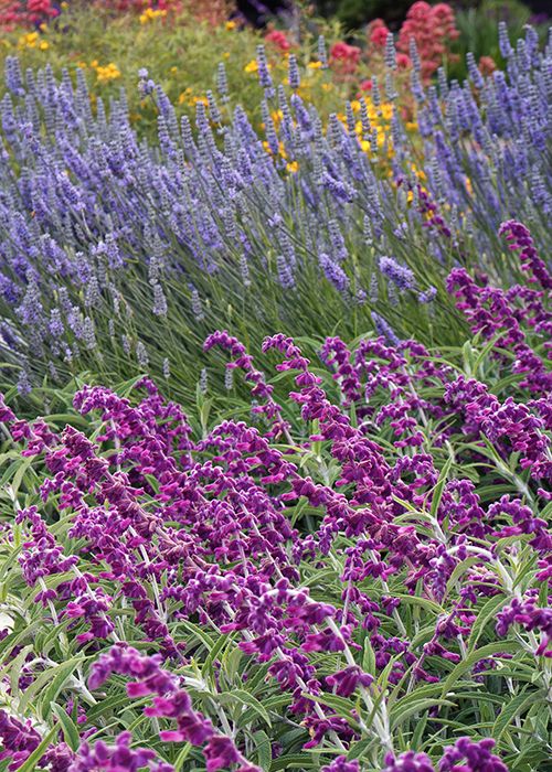 Creating a Vibrant Pollinator Garden: Tips for Designing a Biodiverse Haven for Bees and Butterflies