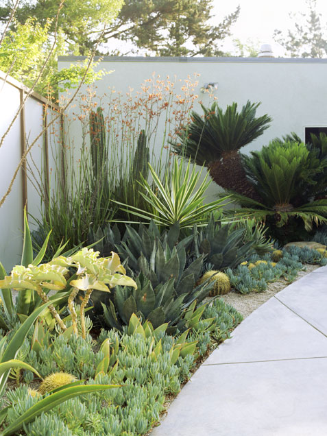Creating a Water-Efficient Oasis: Backyard Xeriscape Inspiration