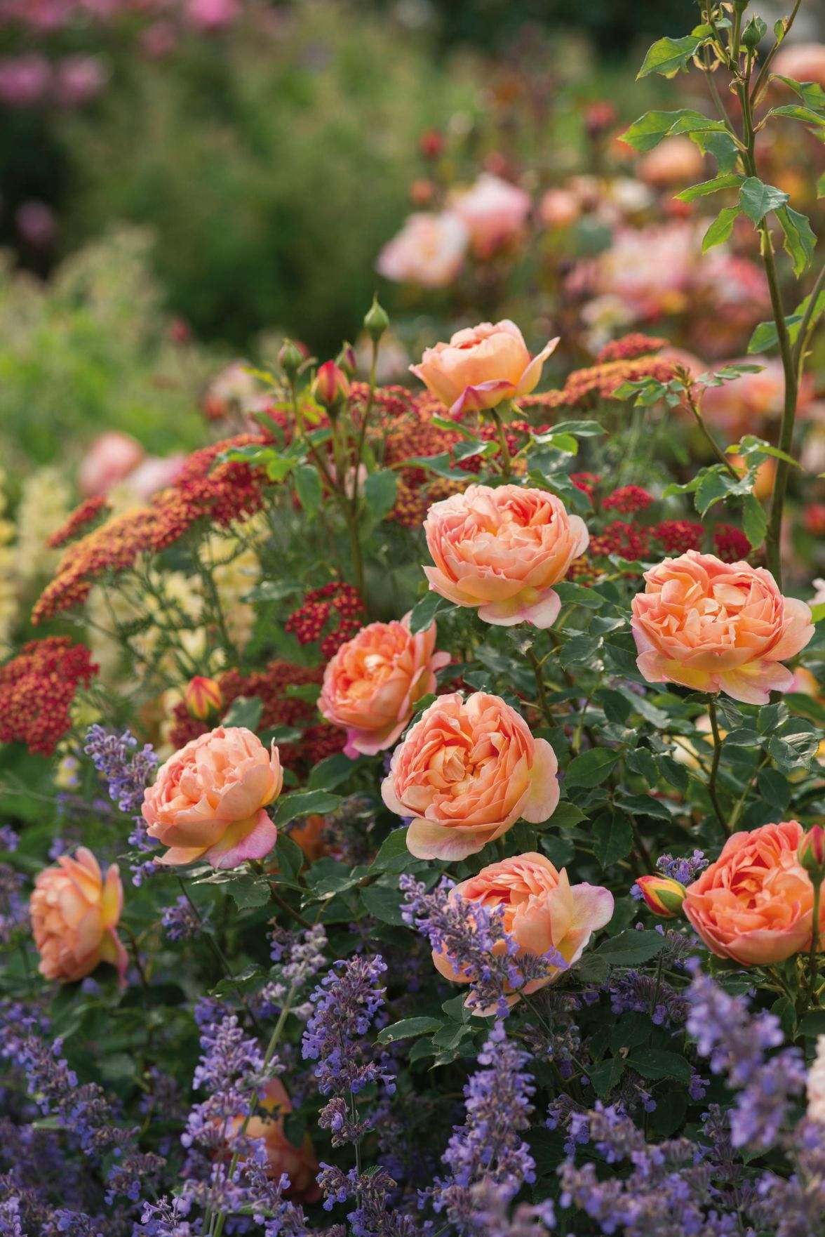 Creating the Perfect Rose Garden: A Guide to Designing a Stunning Outdoor Oasis