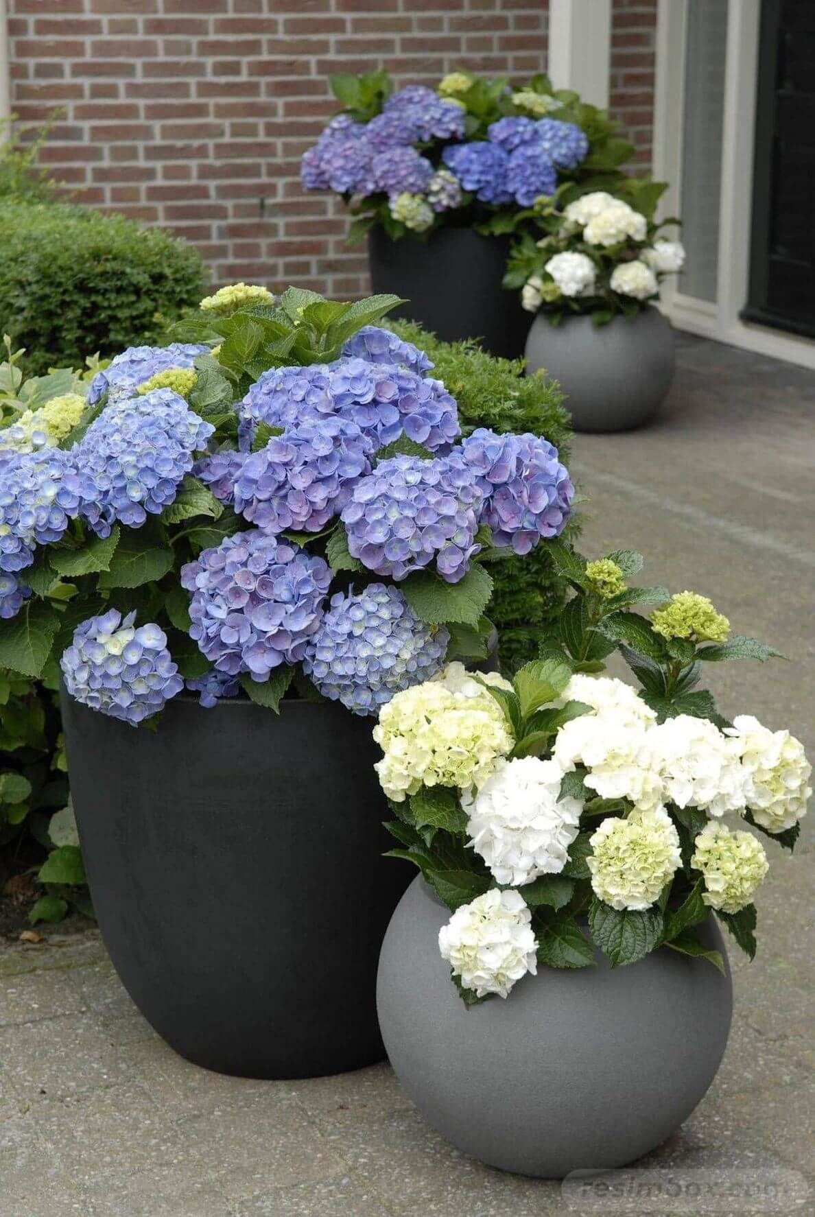 Creative Container Gardening: Beautiful Ways to Showcase Plants in Pots
