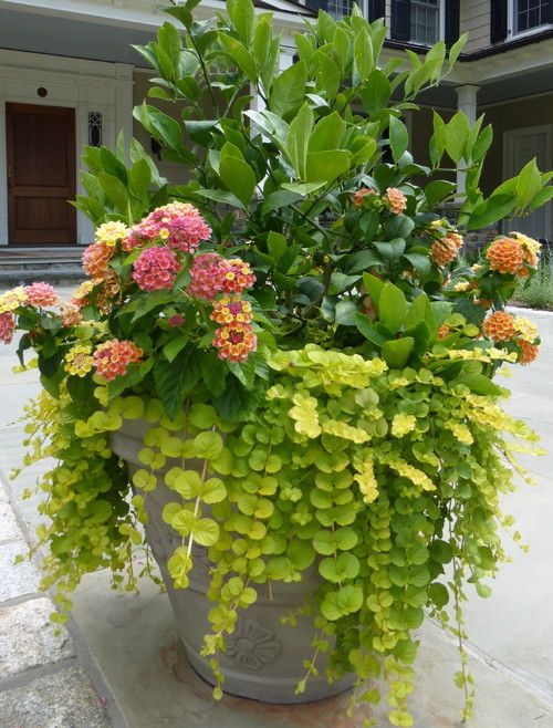 Creative Container Gardening Ideas for Your Patio