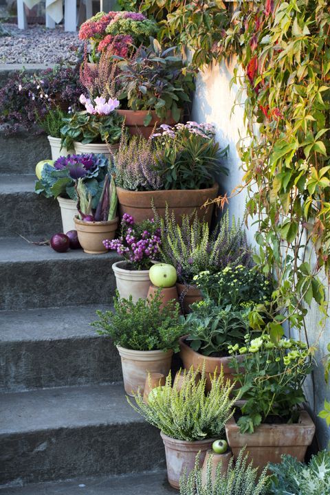 Creative Container Gardening: Innovative Ideas for Potted Plants