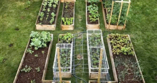 garden ideas vegetable