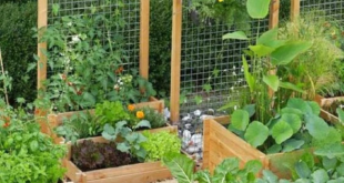 small garden ideas