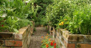 vegetable garden ideas