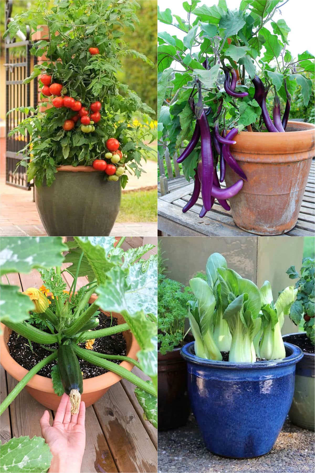 Creative Ways to Design a Container Garden for Small Spaces