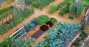 vegetable garden ideas