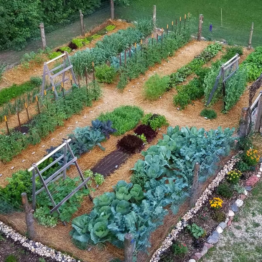 Creative Ways to Design a Vibrant Vegetable Garden