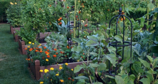 vegetable garden ideas