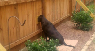 dog fence ideas