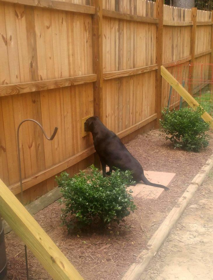 Creative Ways to Secure Your Pup: Unique Dog Fence Ideas for Your Furry Friend