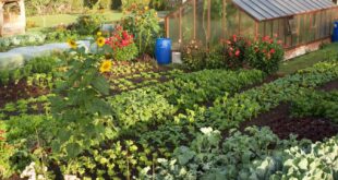 vegetable garden ideas
