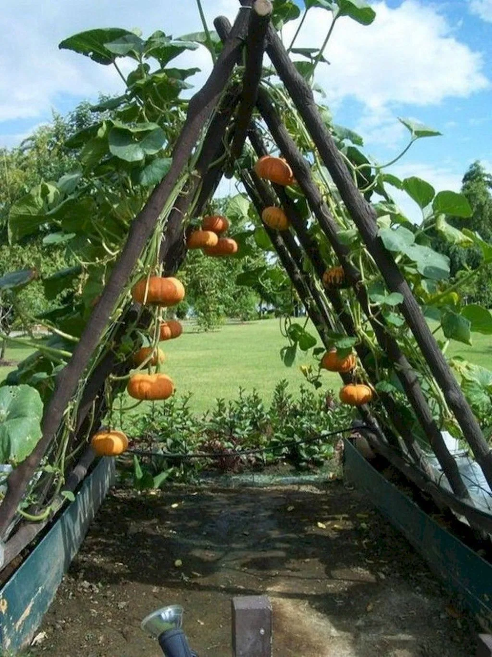 Creative and innovative ways to design your vegetable garden