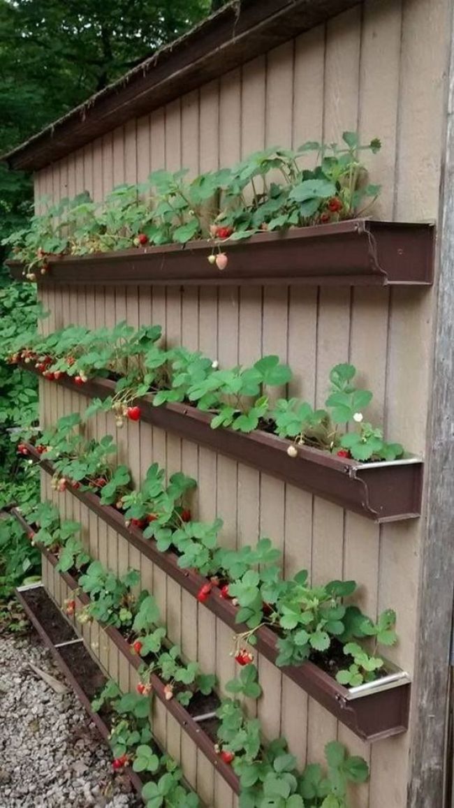Cultivating a Variety of Vegetables in a Compact Garden