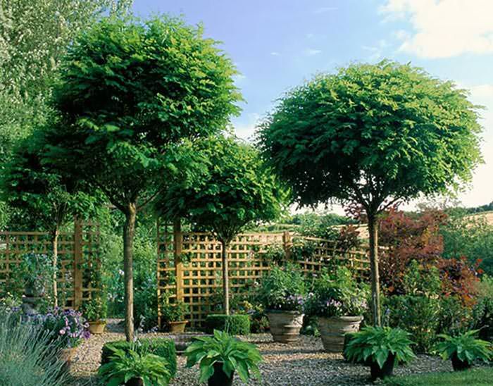 Discover the Beauty of Compact Garden Trees for Your Outdoor Space