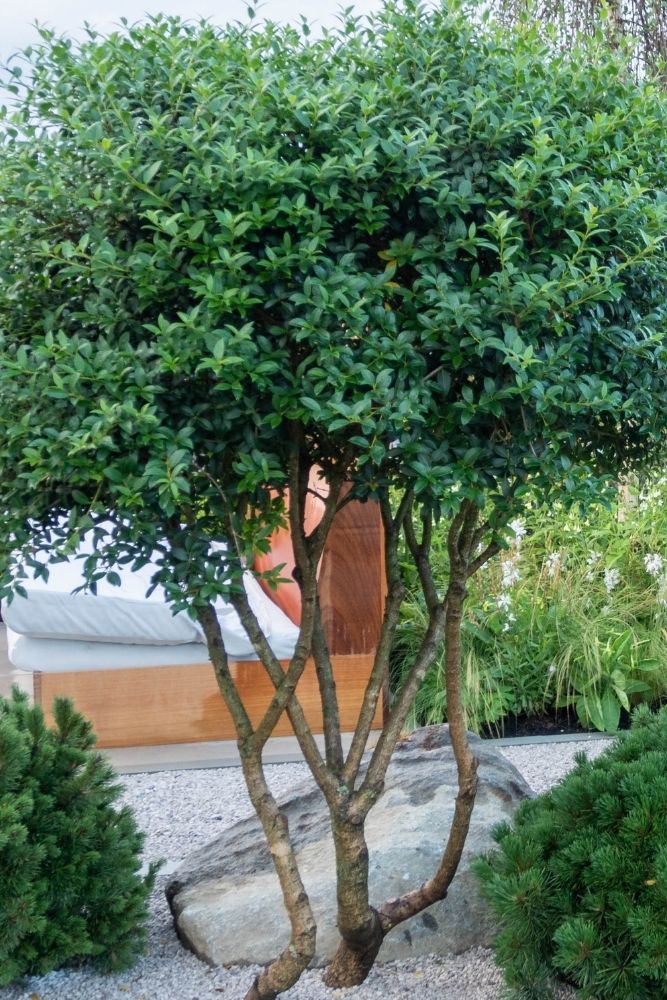 Discover the Perfect Petite Trees for Your Garden