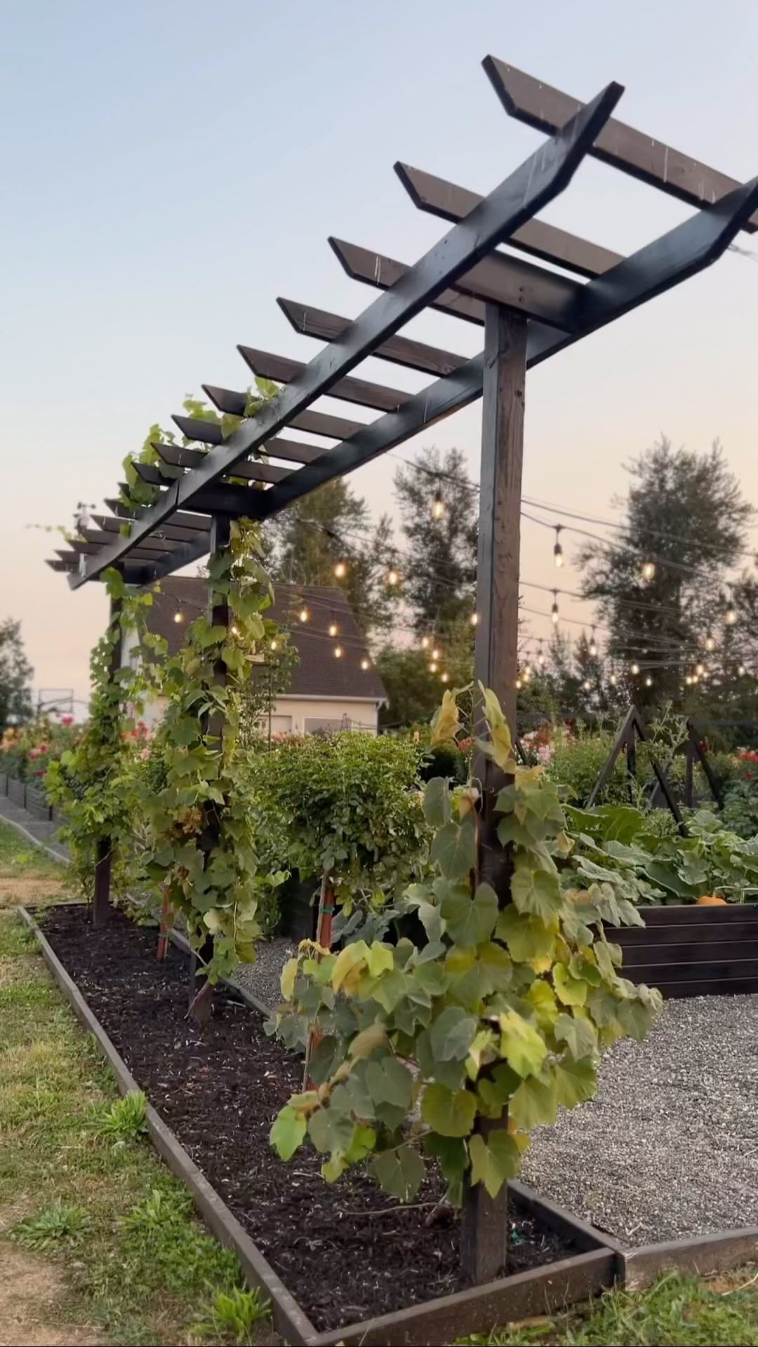 Elegant Grape Arbor: A Beautiful Addition to Your Garden