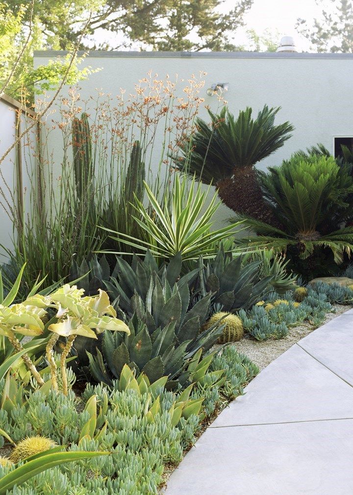 Elegant Succulent Garden Design: A Contemporary Twist on Traditional Landscaping