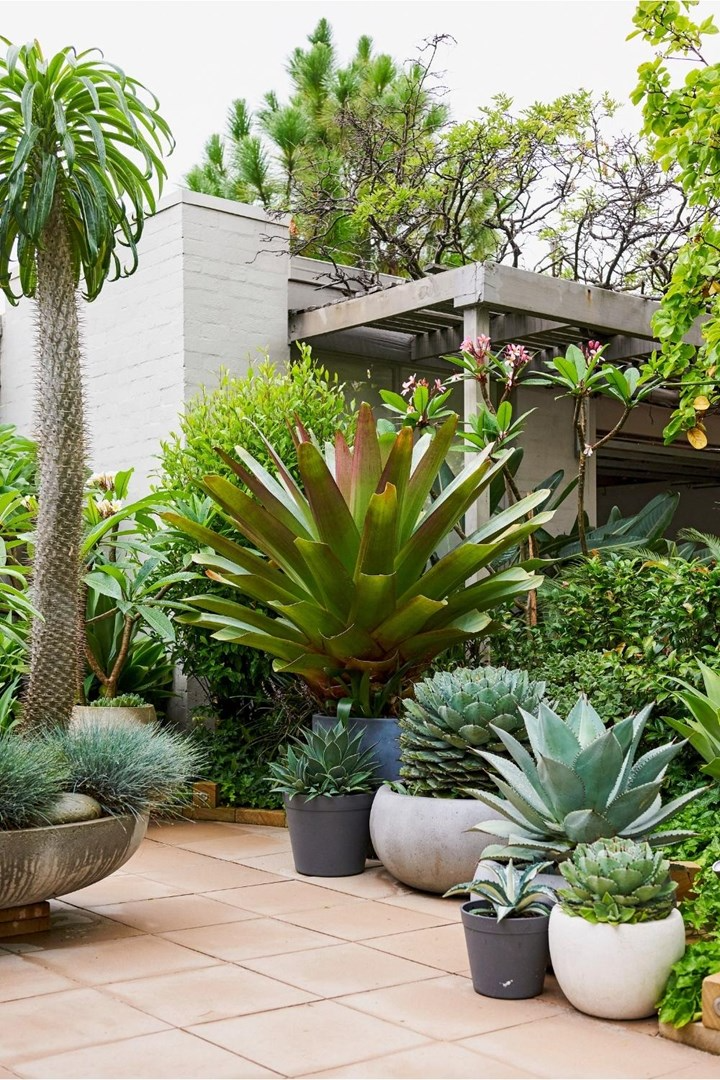 Elevate Your Outdoor Space with Potted Plants
