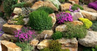 garden design with rocks